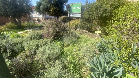 גינה מזמינה בבית ספר שדות יואב.JPG